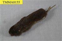 藏品(天鵝絨鼠)的圖片